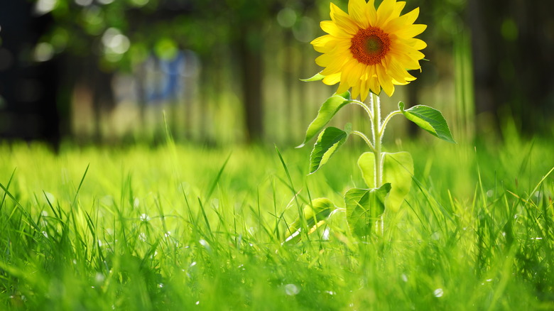 A sunflower in grass 