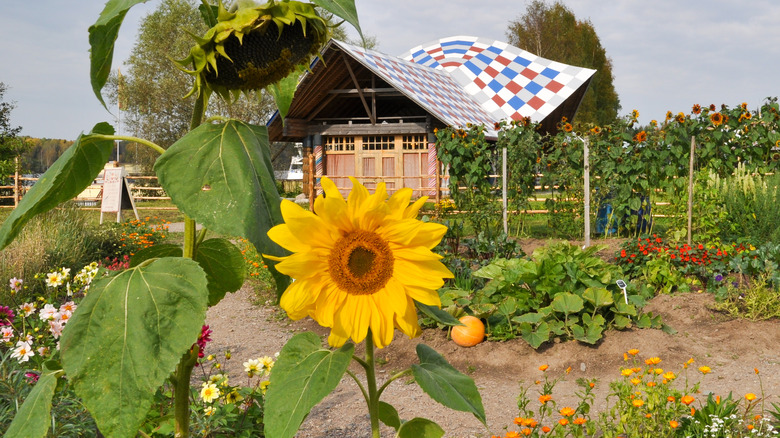 Sunflowers in garden 