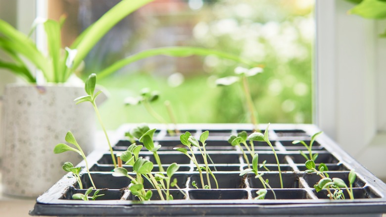 Seedlings growing in a tray 