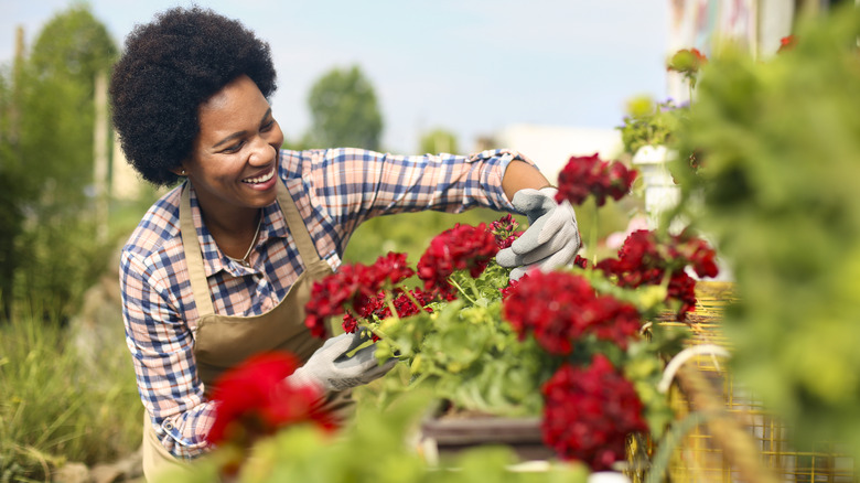 Woman tending to red geraniums 