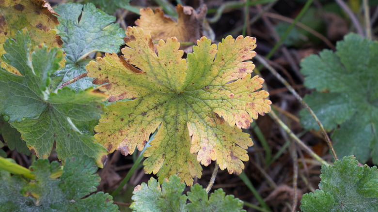 Geranium leaves turning brown