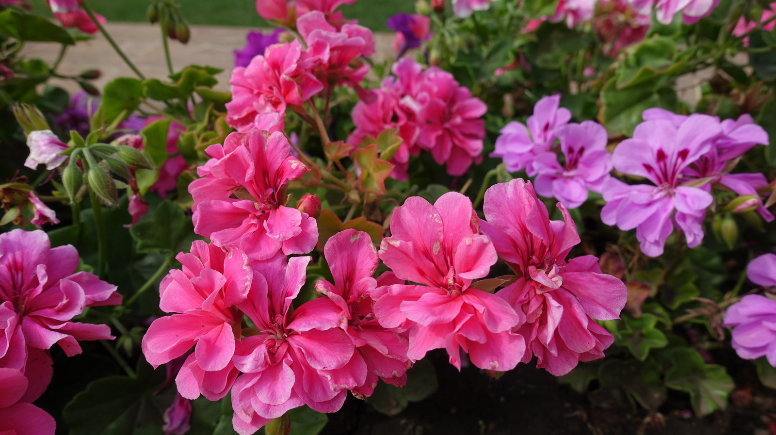 Avoidable Mistakes That Are Killing Your Geraniums In The Garden