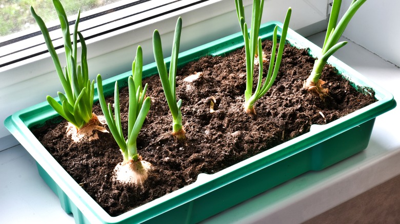 onions growing in a container