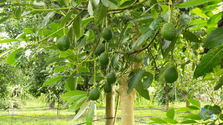 Avocado tree with hanging avocados