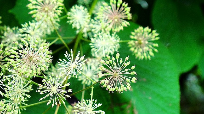 Flower umbrels and seed heads on Aralia cordata 'Sun King'