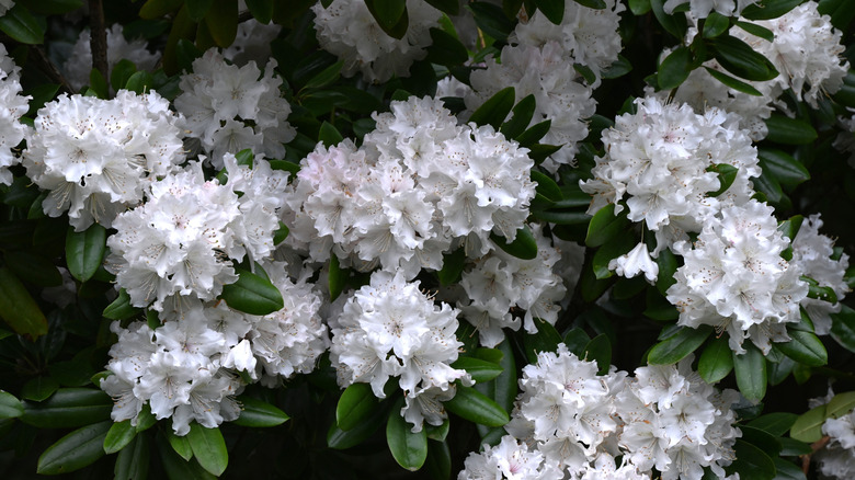 White rhododendron flowers