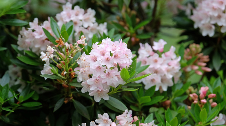 Light pink dwarf rhododendrons