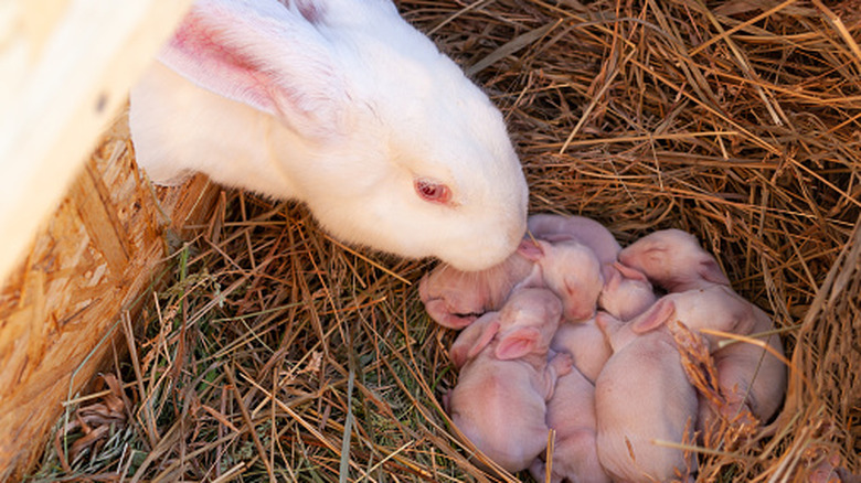 A mother rabbit looking after her newborn kids
