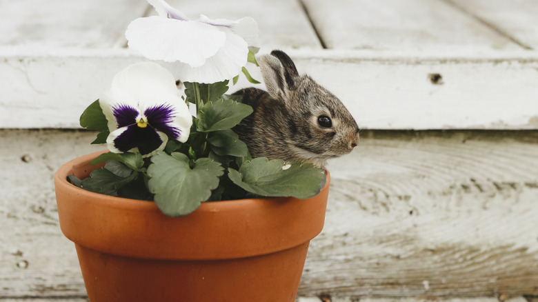 A tiny baby rabbit peeking out of a small flower pot
