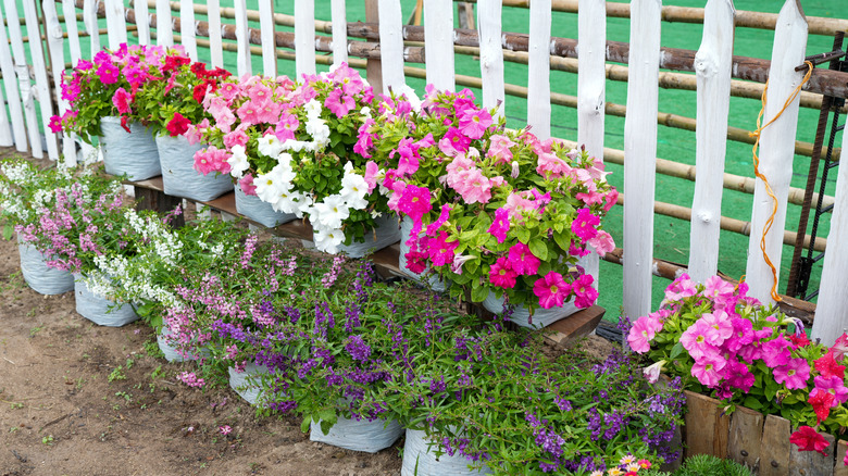 Flower pots placed against a white garden fence