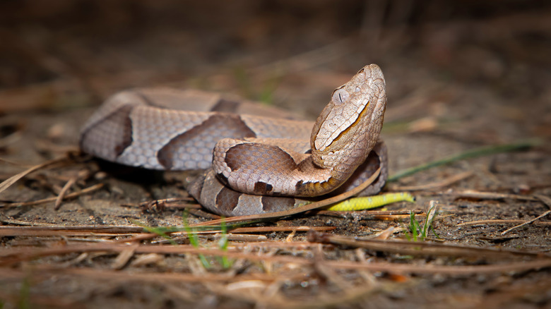 Baby copperhead snake hiding under leaves