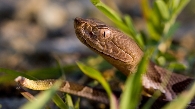 Baby copperhead snake poking its head out