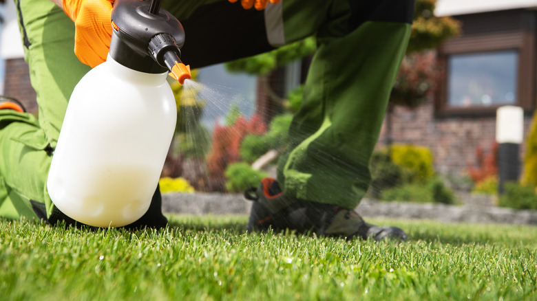 Person spraying green lawn 