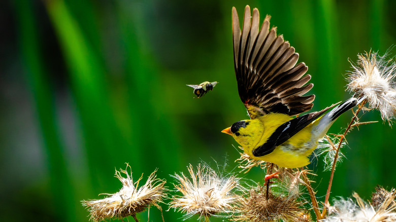 American goldfinch and bee on spent flowers