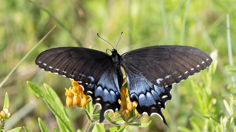 Black swallowtail butterfly on bright yellow flower