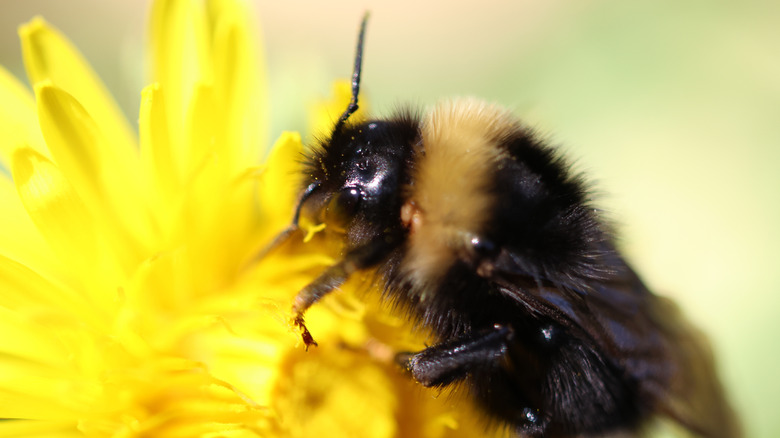 closeup of bumblebee on dandelion