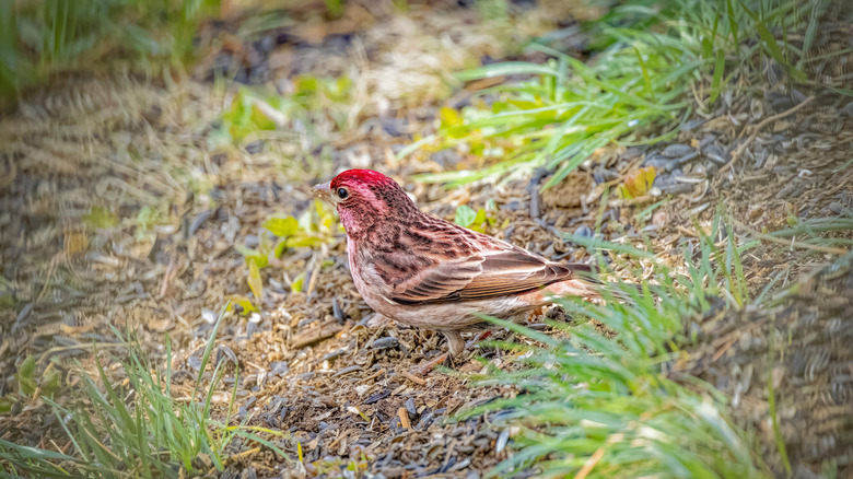 Male Cassin's finch sitting on ground