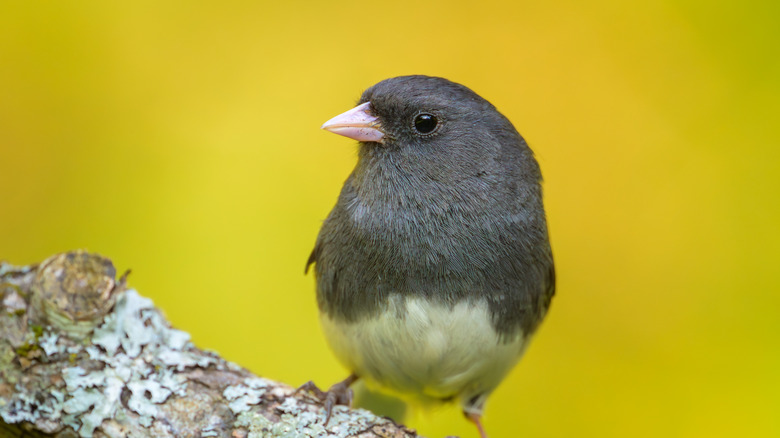 dark-eyed junco perched on branch
