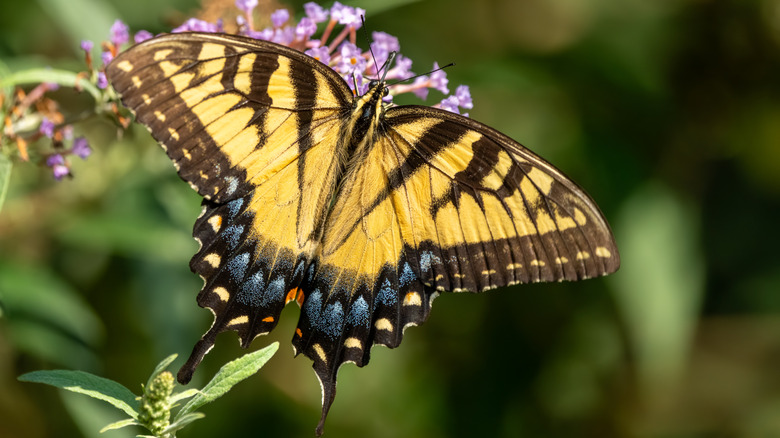 closeup of eastern tiger swallowtail on flower