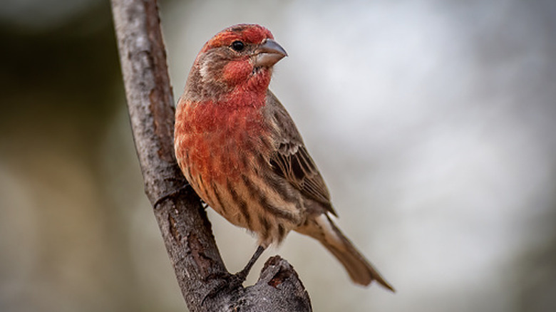 house finch perched on branch