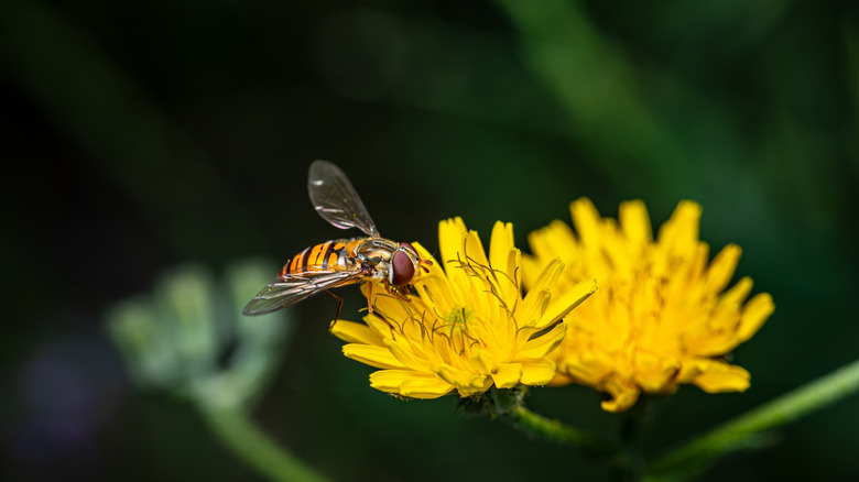 closeup of hover fly on dandelion
