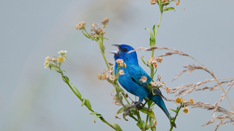indigo bunting perched on flower