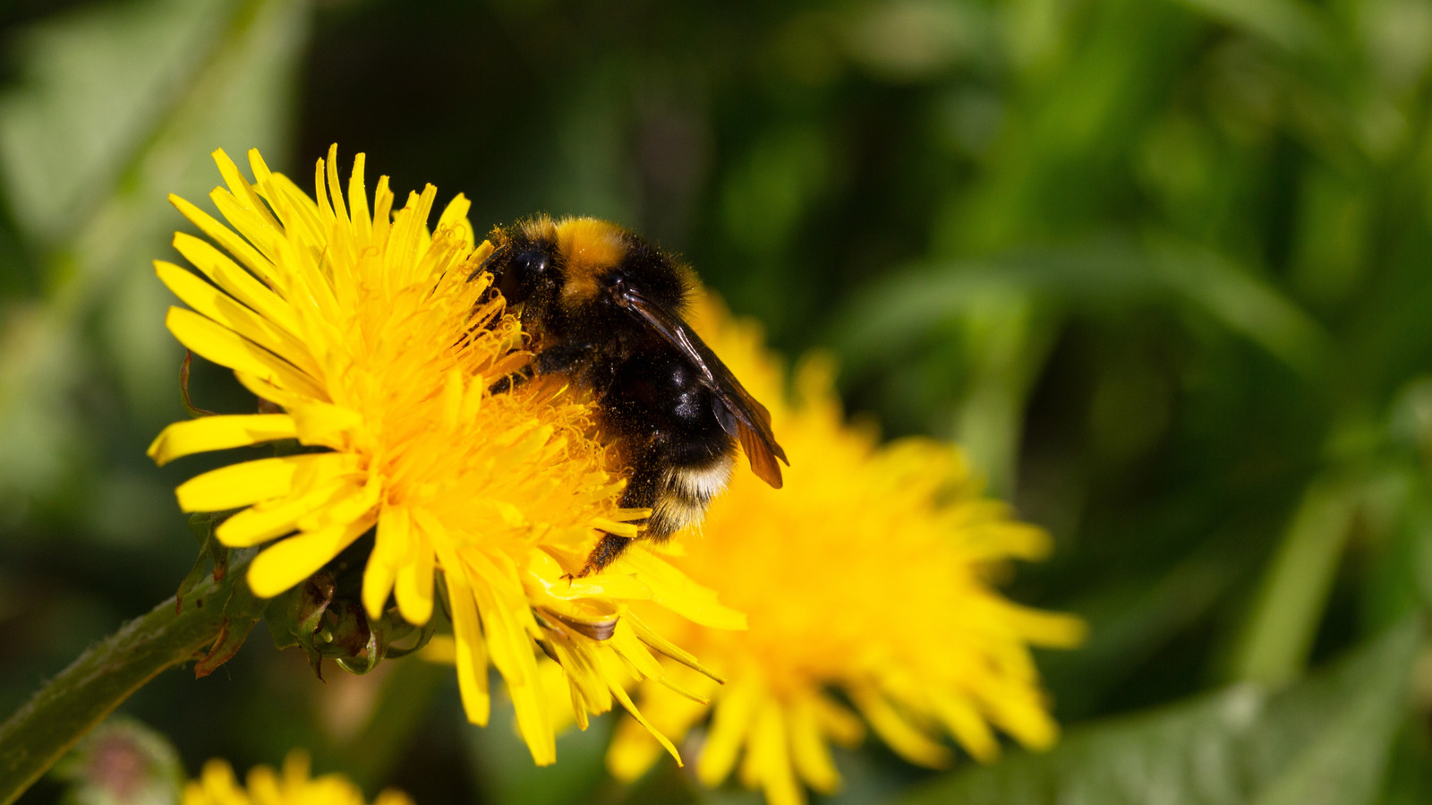 Backyard Insects & Birds That Love Feeding On Dandelions