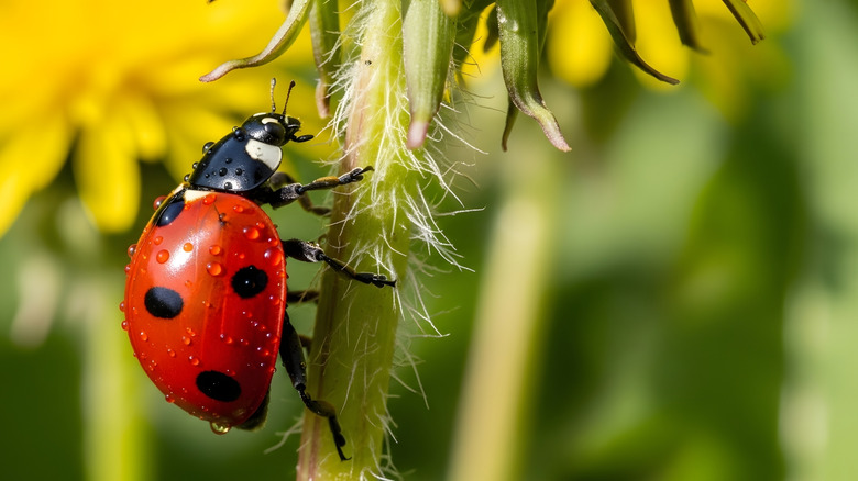 closeup of ladybug climbing dandelion