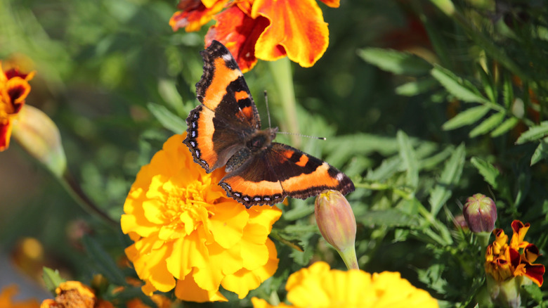 Milbert's tortoiseshell butterflies on bright yellow marigold