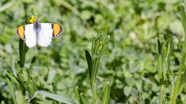 Sara orangetip butterfly on yellow flower
