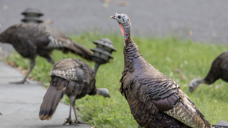 flock of turkeys eating from grass
