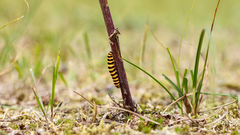 Zebra caterpillar climb plant near ground