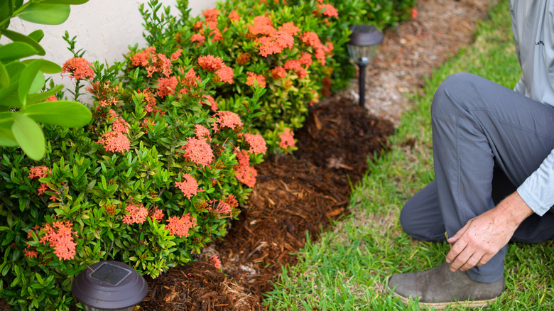 Person kneeling next to a flower bed that has been partially mulched