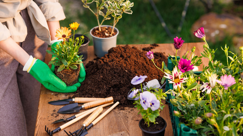 Gardener wearing green gloves with several flowers on a table that are ready to plant