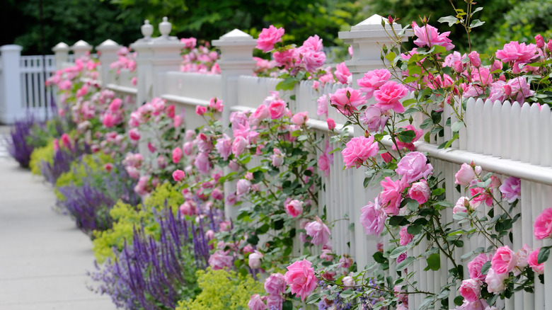 A white picket fence surrounded by roses and lavender plants