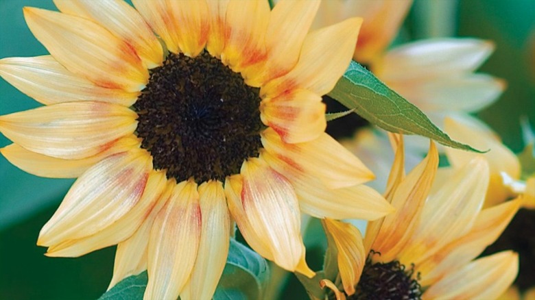 Bashful sunflower close up