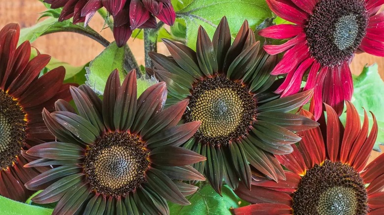 Chocolate cherry sunflowers