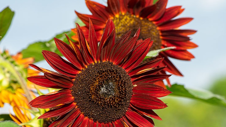 Claret sunflower close up