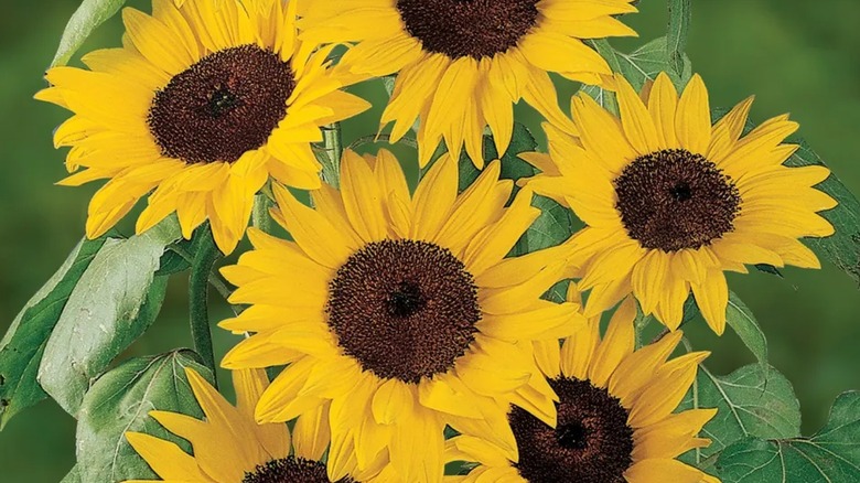 Del sol sunflowers
