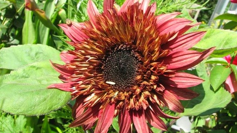 Double dandy sunflower close up