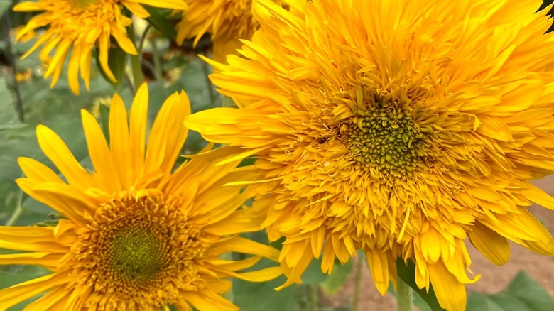 Double quick orange sunflower close up
