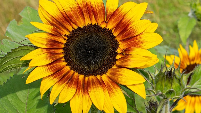 Firecracker sunflower close up