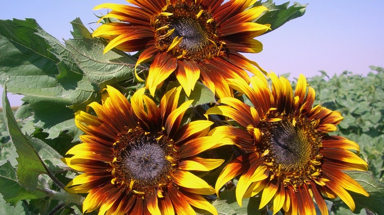 Joker sunflower close up