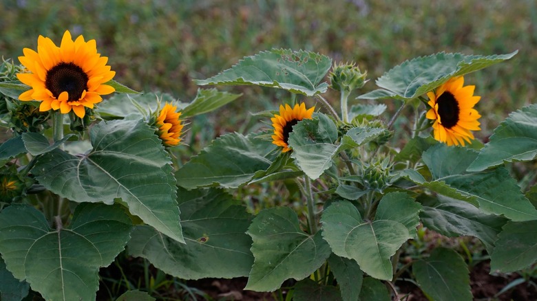 Junior sunflowers growing in the garden