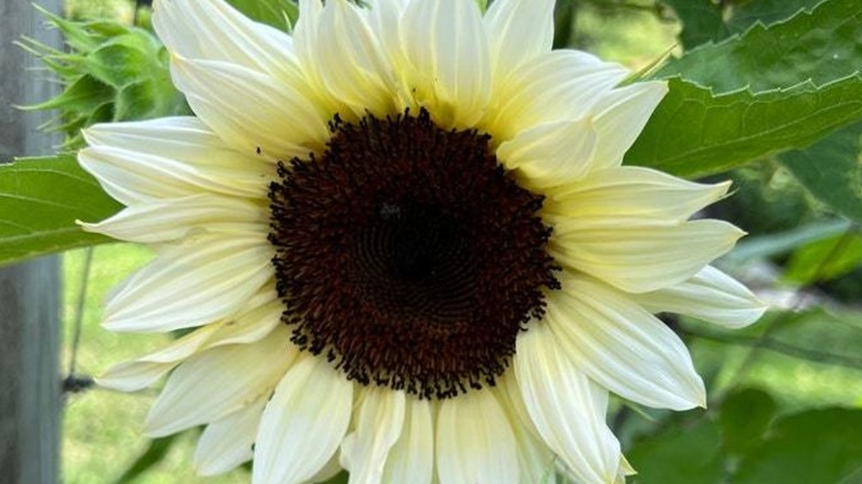 Moonshadow sunflower close up