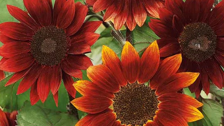 Close up moulin rouge sunflowers