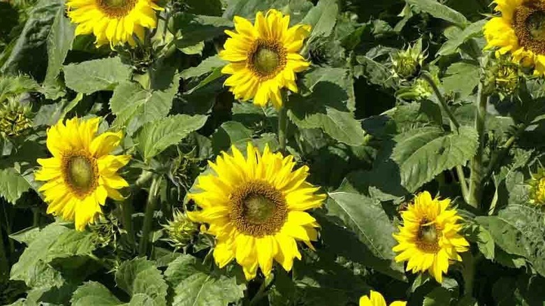 Munchkin sunflowers in bloom