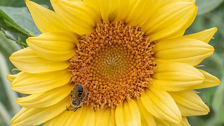 Close up peach passion sunflower