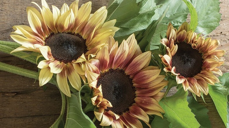Pro-Cut plum cut flowers on a table
