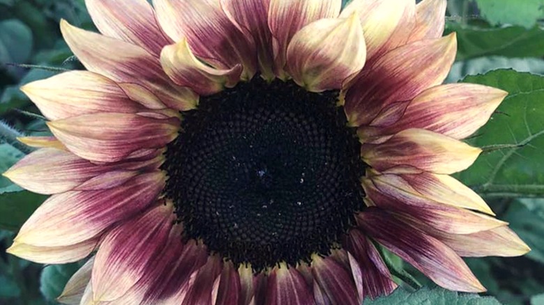 Ruby eclipse sunflower up close
